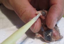 The First Days of Baby Canaries