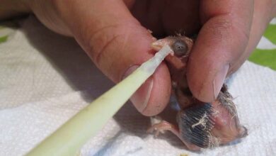 The First Days of Baby Canaries