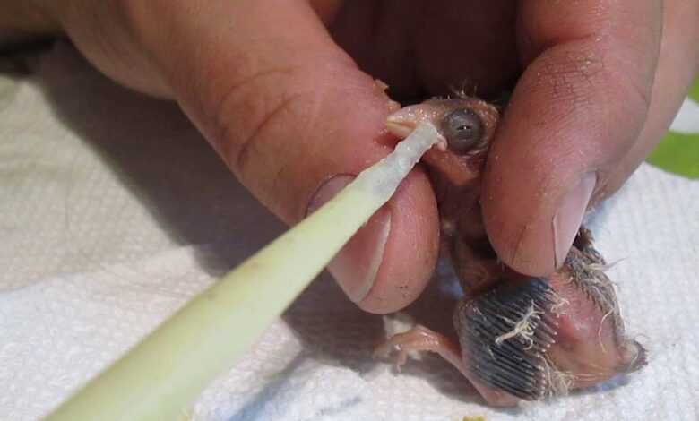 The First Days of Baby Canaries
