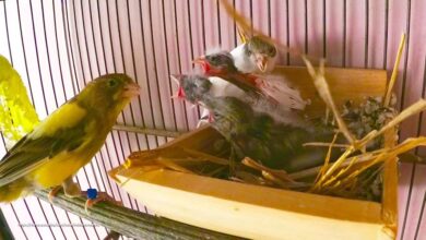 The First Days of Baby Canaries
