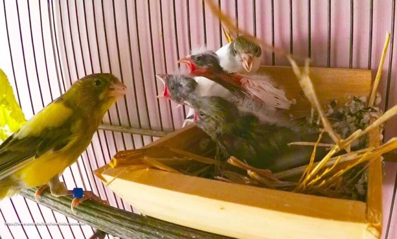 The First Days of Baby Canaries