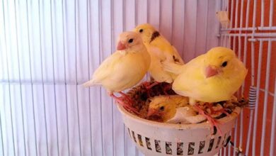 The Process of Baby Canaries Leaving the Nest