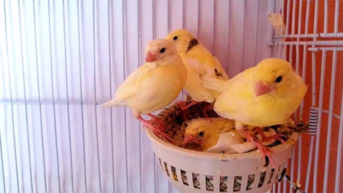 The Process of Baby Canaries Leaving the Nest