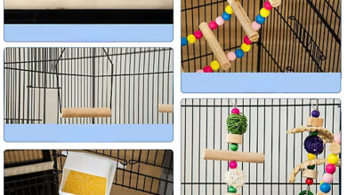 Toys and Accessories for Canaries