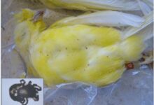 Treatment of internal parasites in canaries