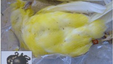 Treatment of internal parasites in canaries