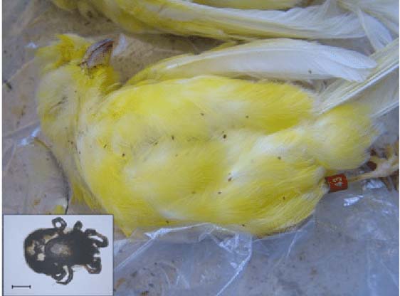 Treatment of internal parasites in canaries