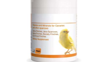 Vitamin and Mineral Supplements for Canaries