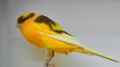 Yorkshire_CAnary