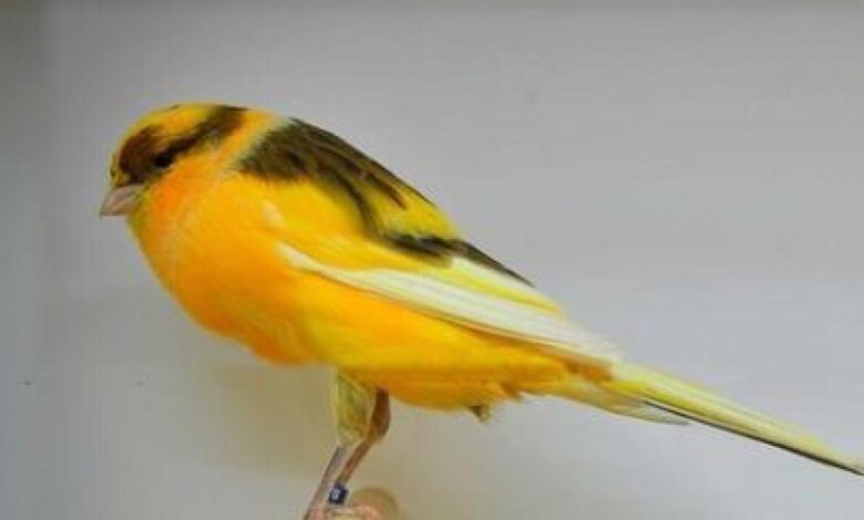 Yorkshire_CAnary