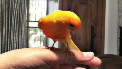 canary handling