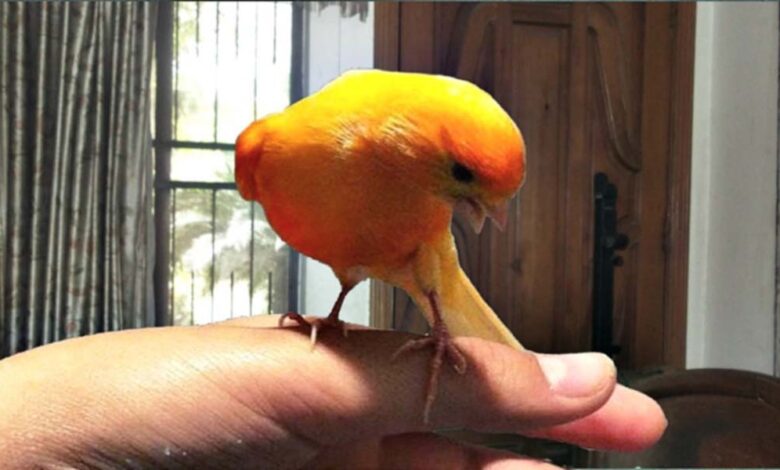 canary handling