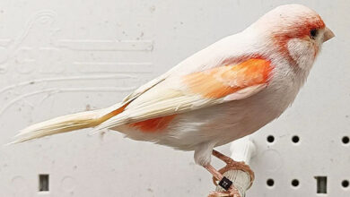 canary-mosaic