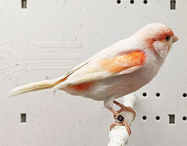 canary-mosaic