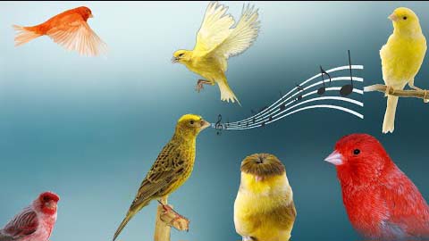 canary song types