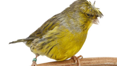 crested_canary_1