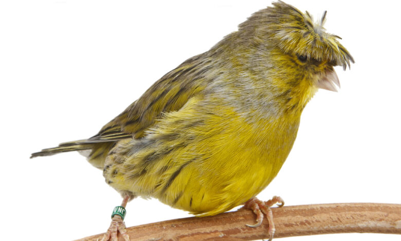 crested_canary_1
