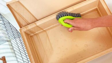 Kanarya Kafes Temizliği