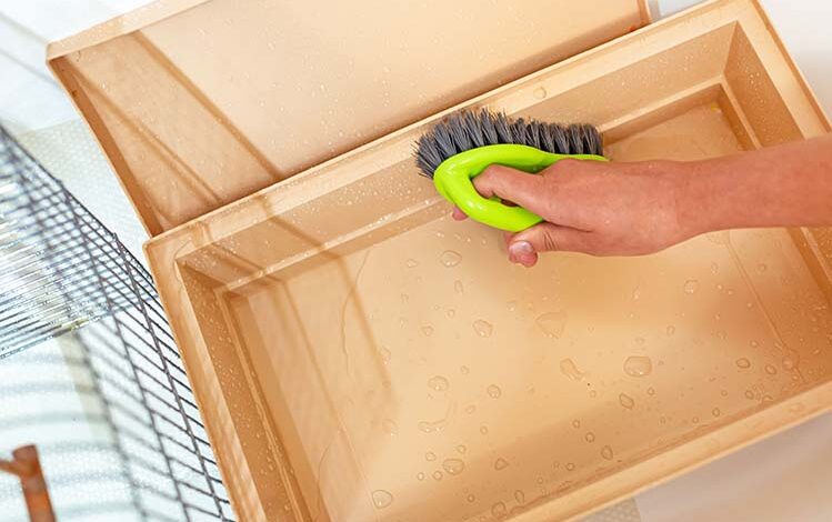 Kanarya Kafes Temizliği