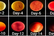 Kanaryalarda Yumurtlama ve Kuluçka Dönemi Rehberi