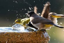 Kanaryalarda yaz sıcakları