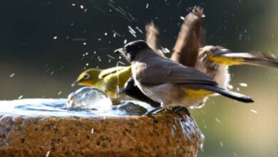 Kanaryalarda yaz sıcakları
