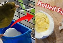 Haslanmis Yumurta ile Kanarya Besleme