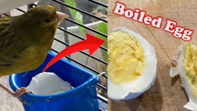 Haslanmis Yumurta ile Kanarya Besleme