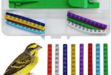 Kanarya Bilezik Takma