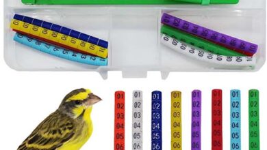 Kanarya Bilezik Takma