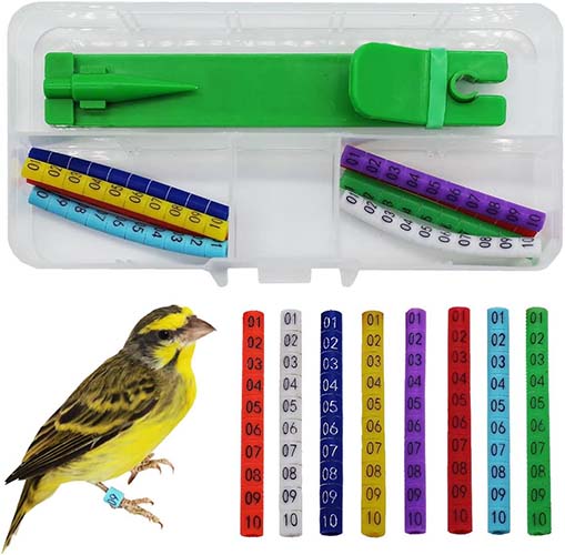 Kanarya Bilezik Takma