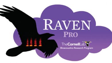 Kanarya Ses Kayit Programlari