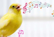 Kanaryada otusu Tesvik Etme Yontemleri