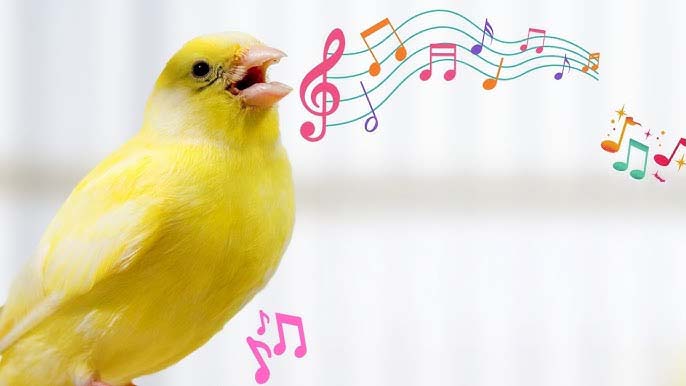 Kanaryada otusu Tesvik Etme Yontemleri