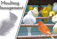 Tuy Sonrasi Kanarya ya Ses Formu Kazandirma