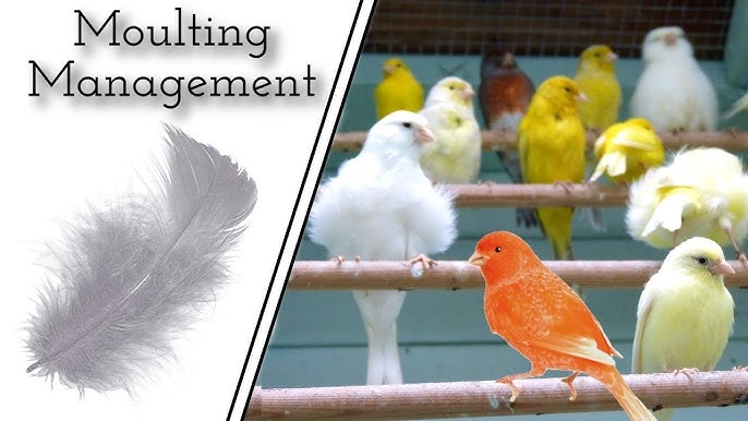 Tuy Sonrasi Kanarya ya Ses Formu Kazandirma