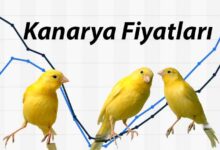 kanarya fiyatlari