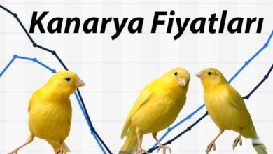 kanarya fiyatlari