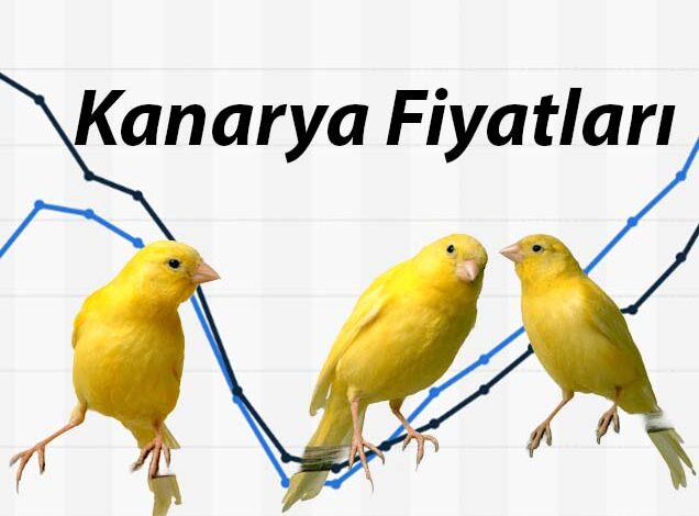 kanarya fiyatlari