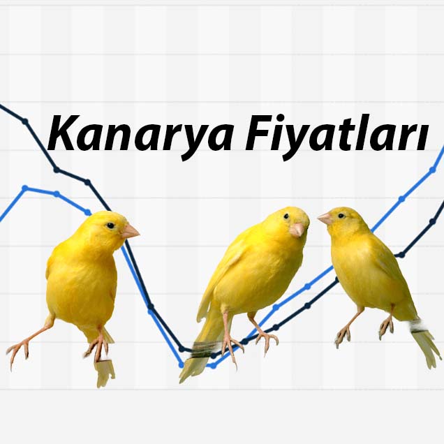 kanarya fiyatlari